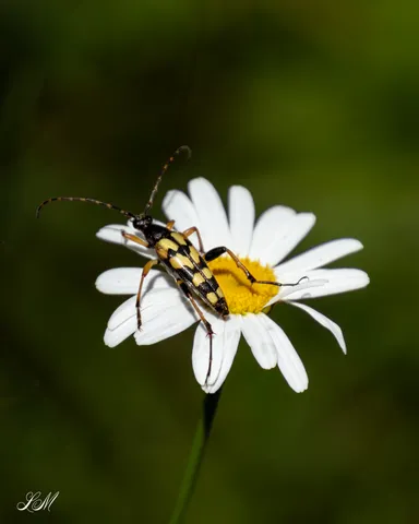 Naturalistic