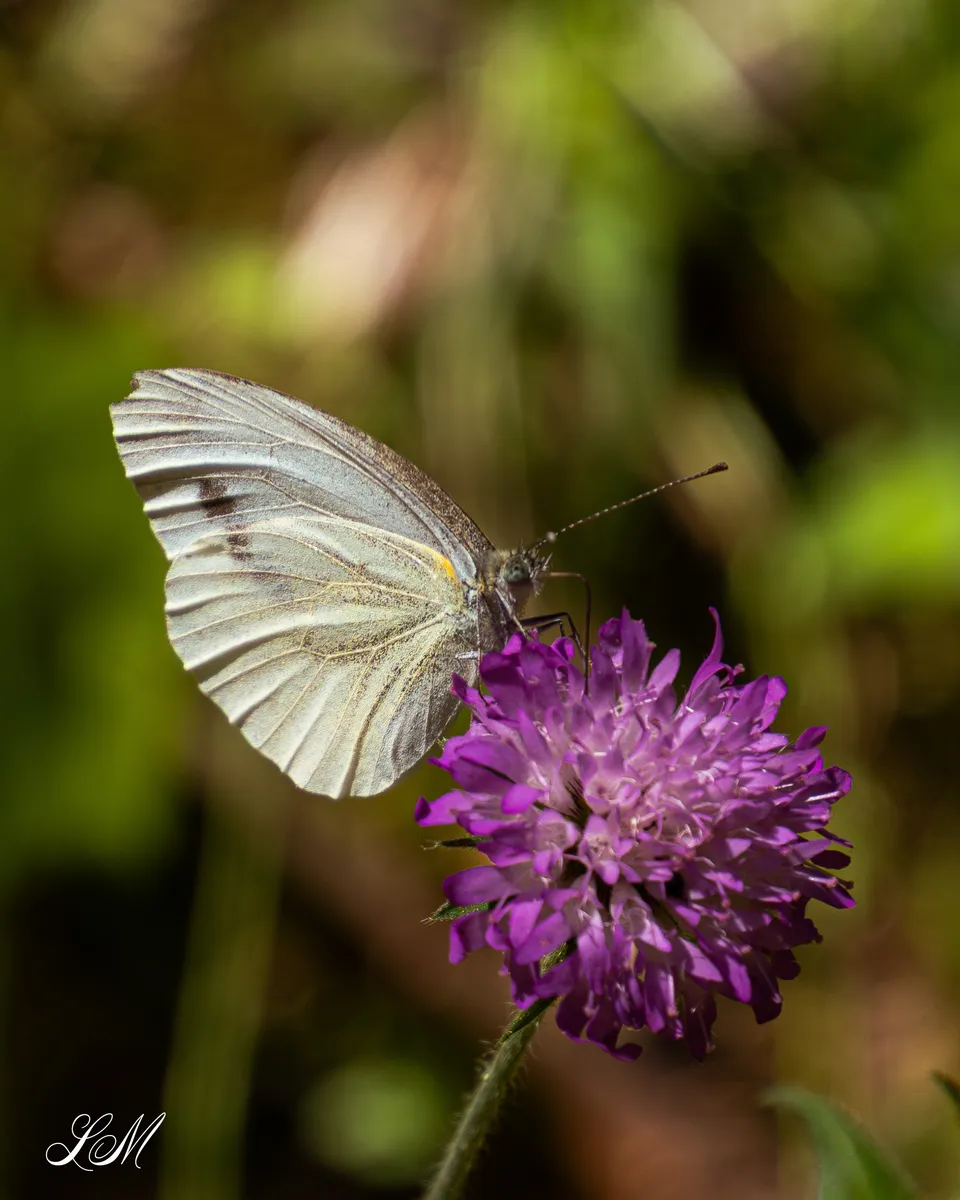 Naturalistic