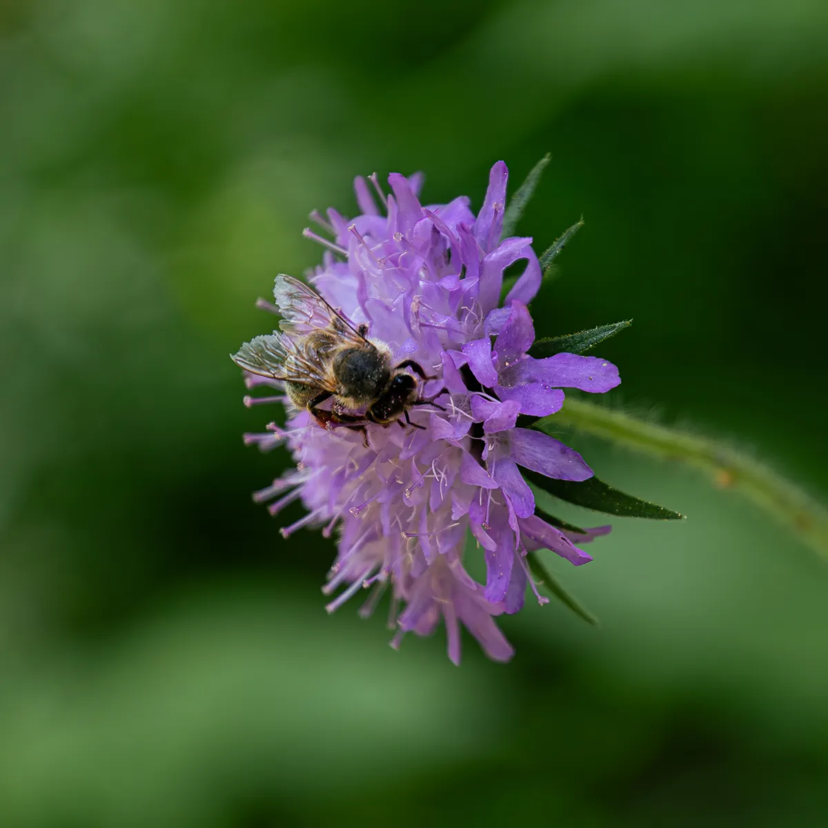 Naturalistic